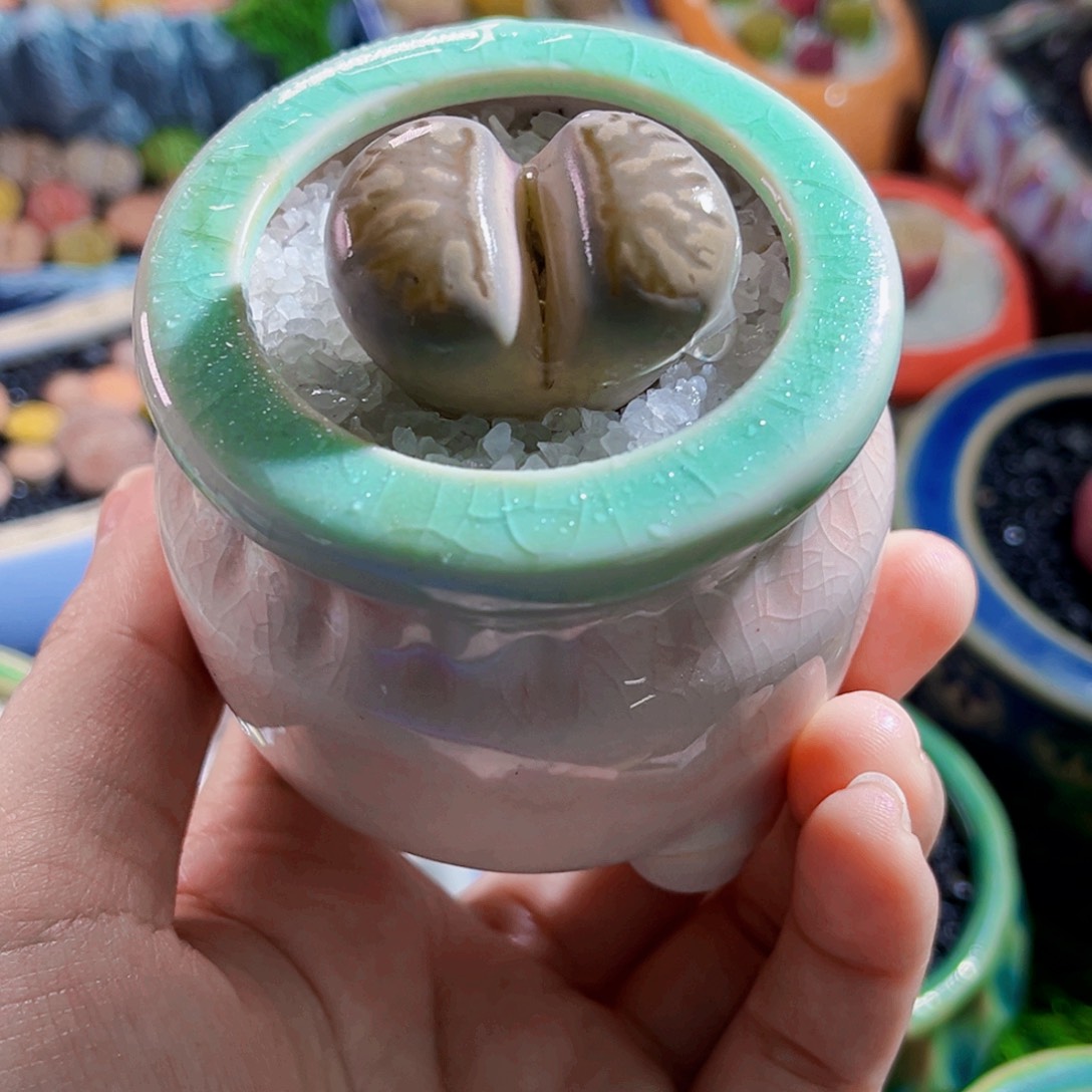 025生石花连盆带土包邮到家