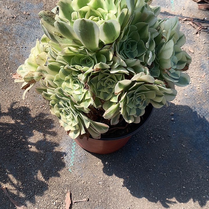 817绿豆沙多肉植物