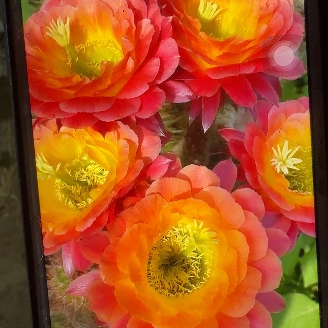 大满贯根冠服6公分毛花柱