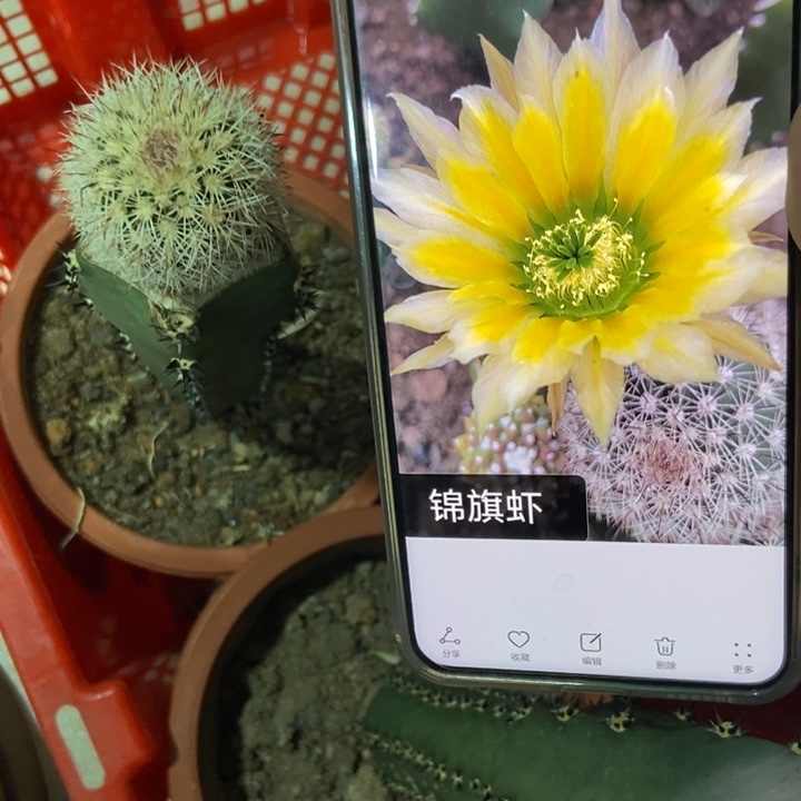 仙人球锦旗虾袖蒲接一个