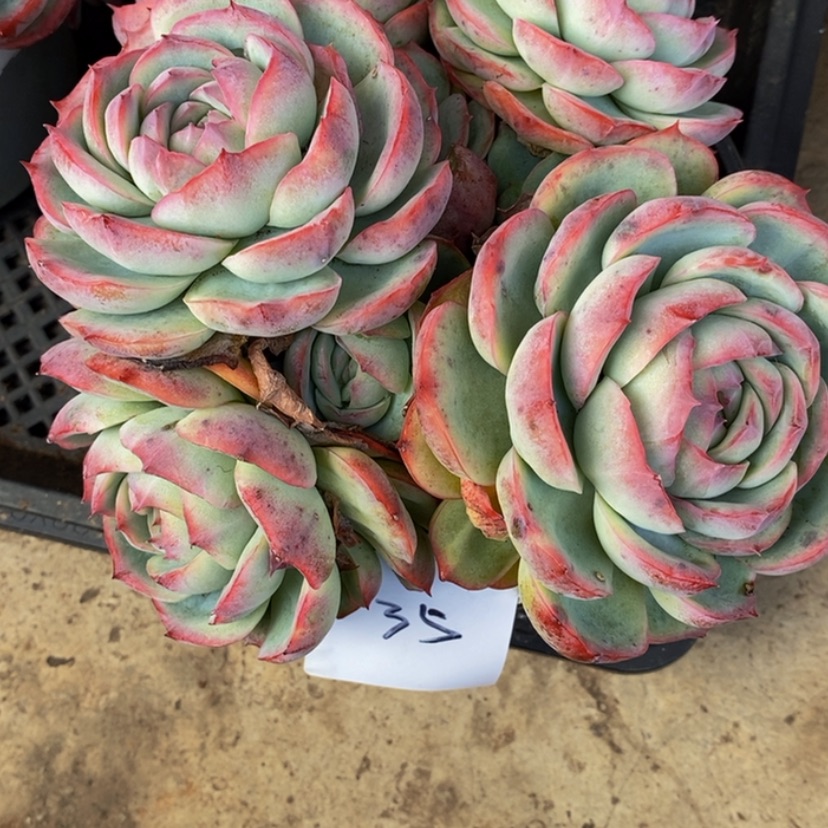 【闪购商品】幸*莉多肉植物的