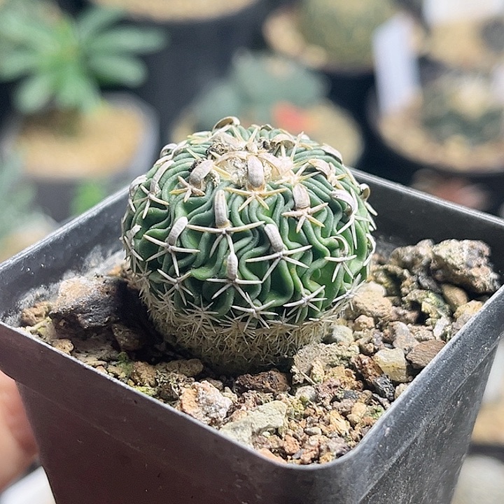 短豪刺太刀岚实生球3公分