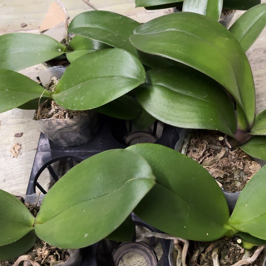 当前无花栽培后可以开花蝴蝶兰弯弯实生控剑苗3.0