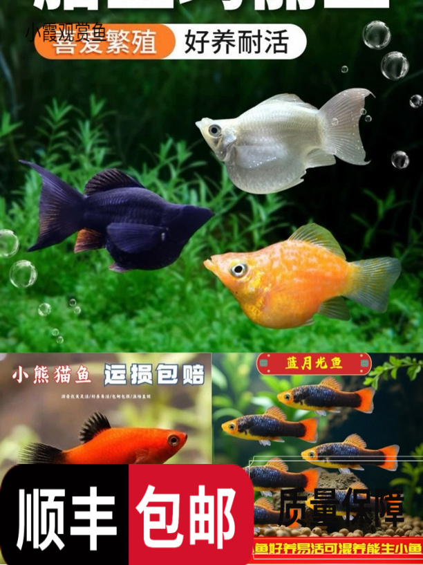全家福套餐活体热带红米奇耐养可与玛丽孔雀观赏鱼好养耐活