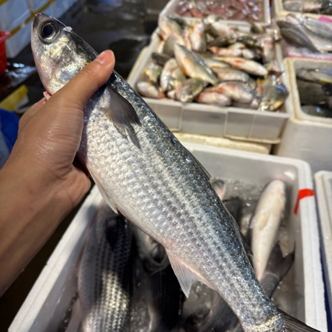 乌头鱼 白目甾 肉质厚实没小刺