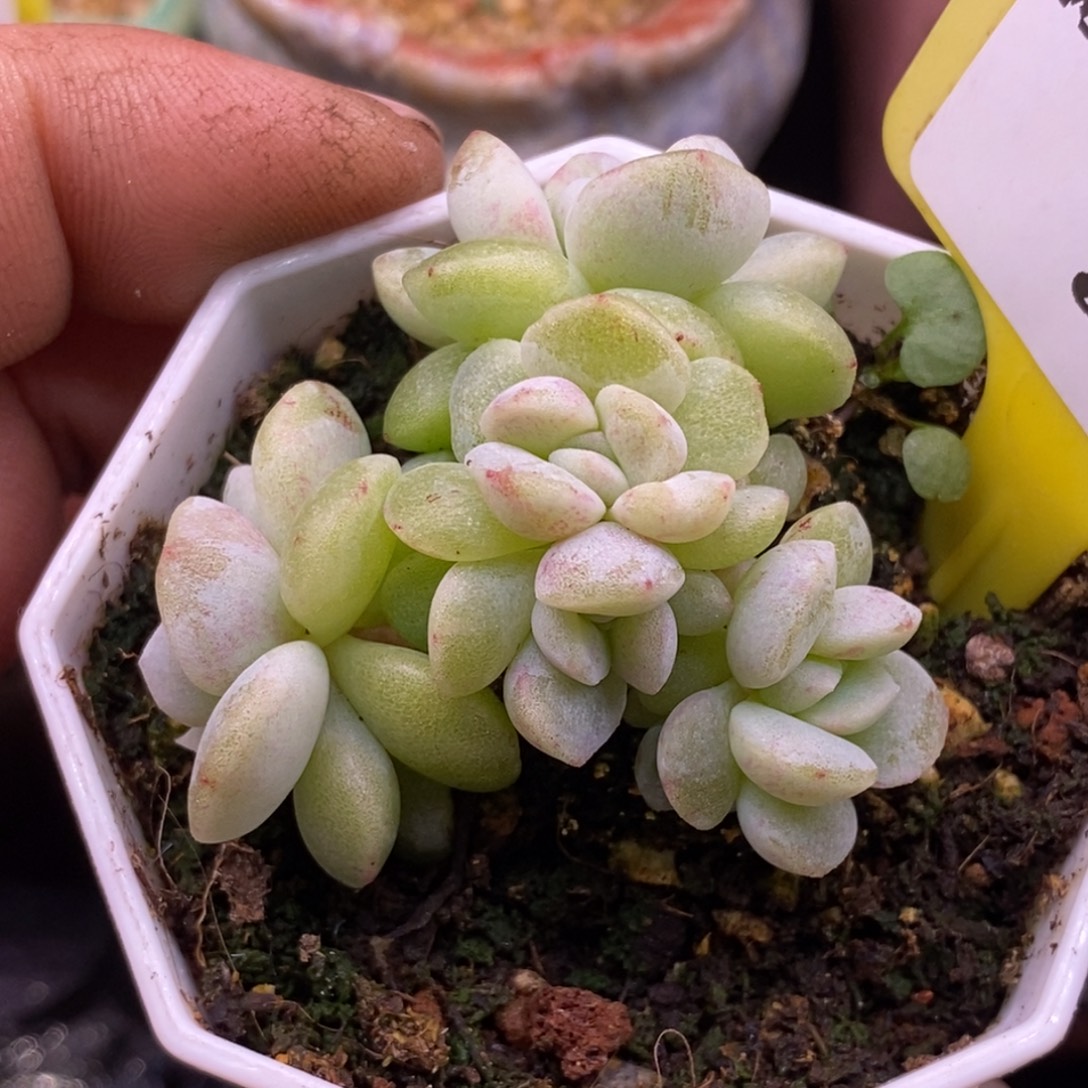 190冰玉石化5头小手捧多肉