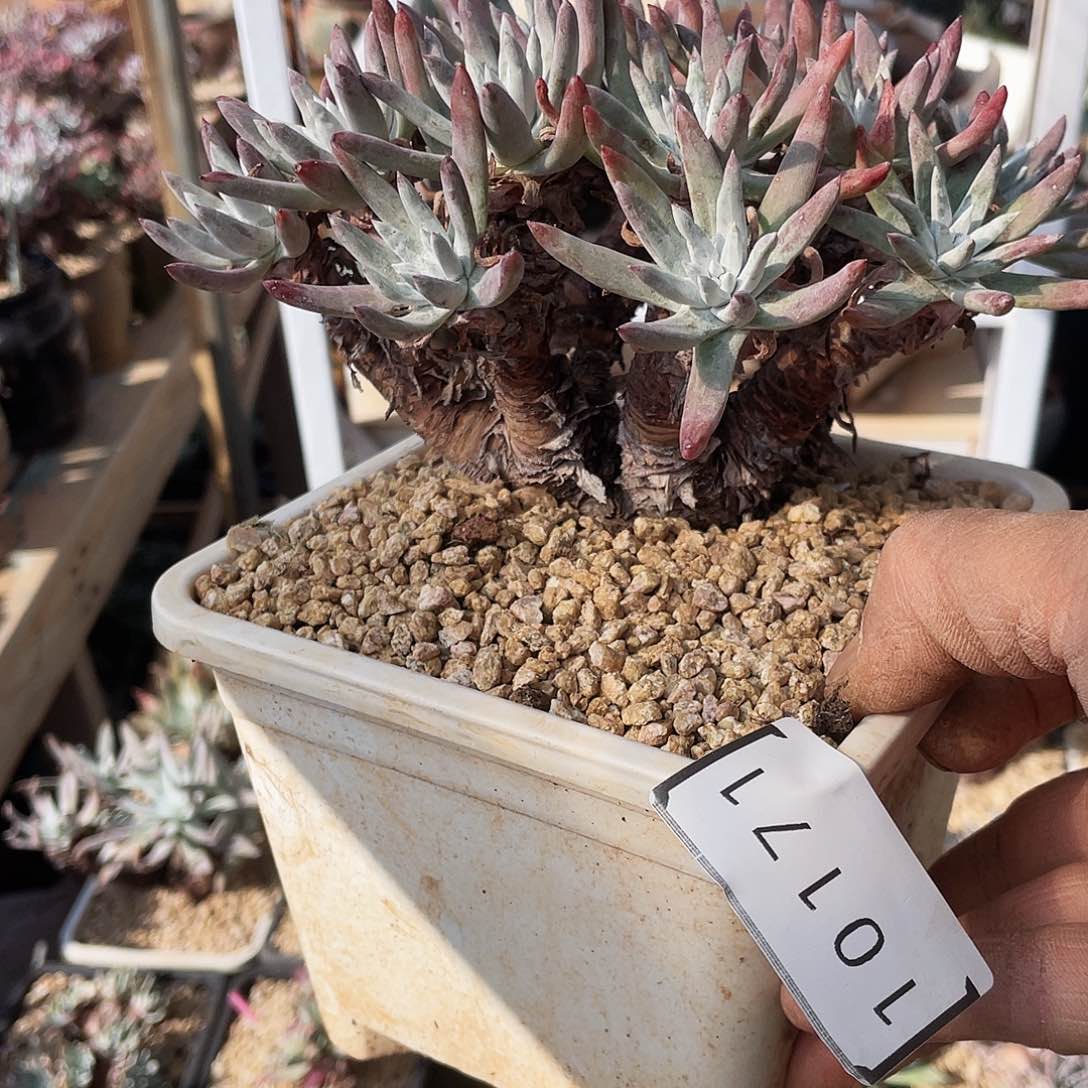 雪花多头老桩10171