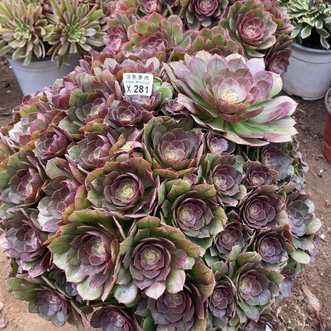 281沙拉碗多肉法师断枝不包