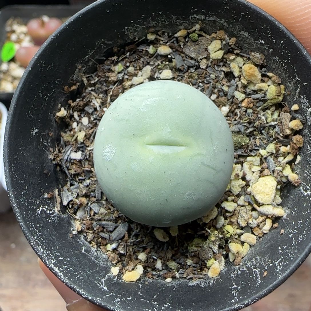 *****专拍漂亮多肉植物188