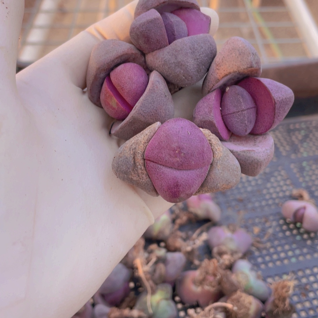 4颗紫蒂玉888888888