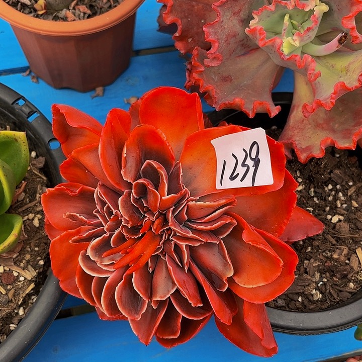 用****3红酒杯玫瑰1239