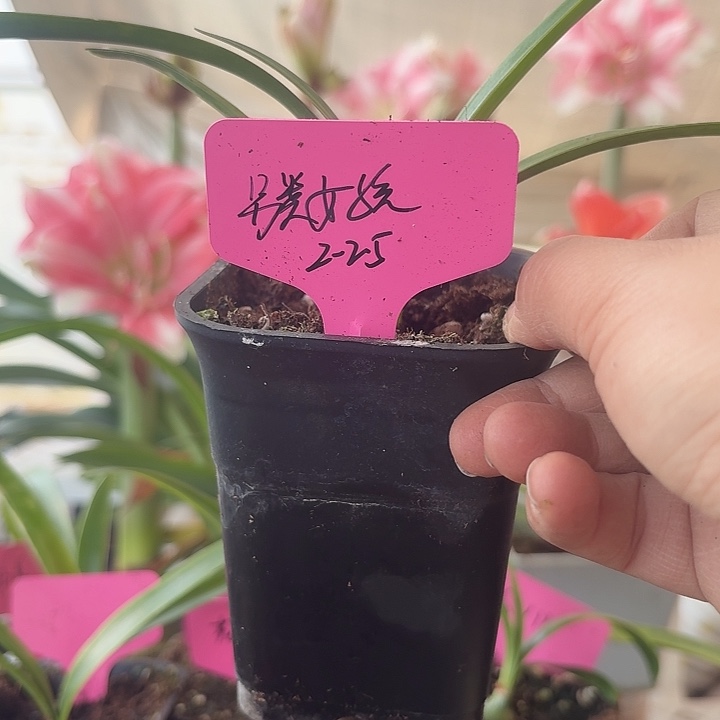 无花朵另类女孩朱顶红直径2-2.5