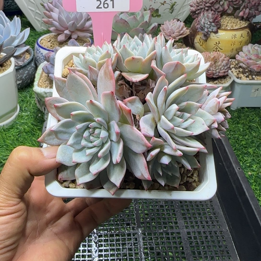 锦安多肉植物编号261