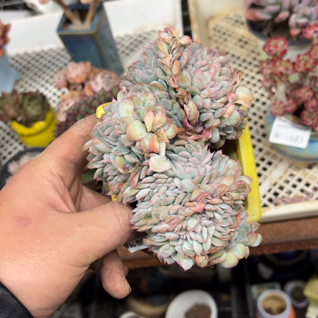 莎莎女王缀化整桩