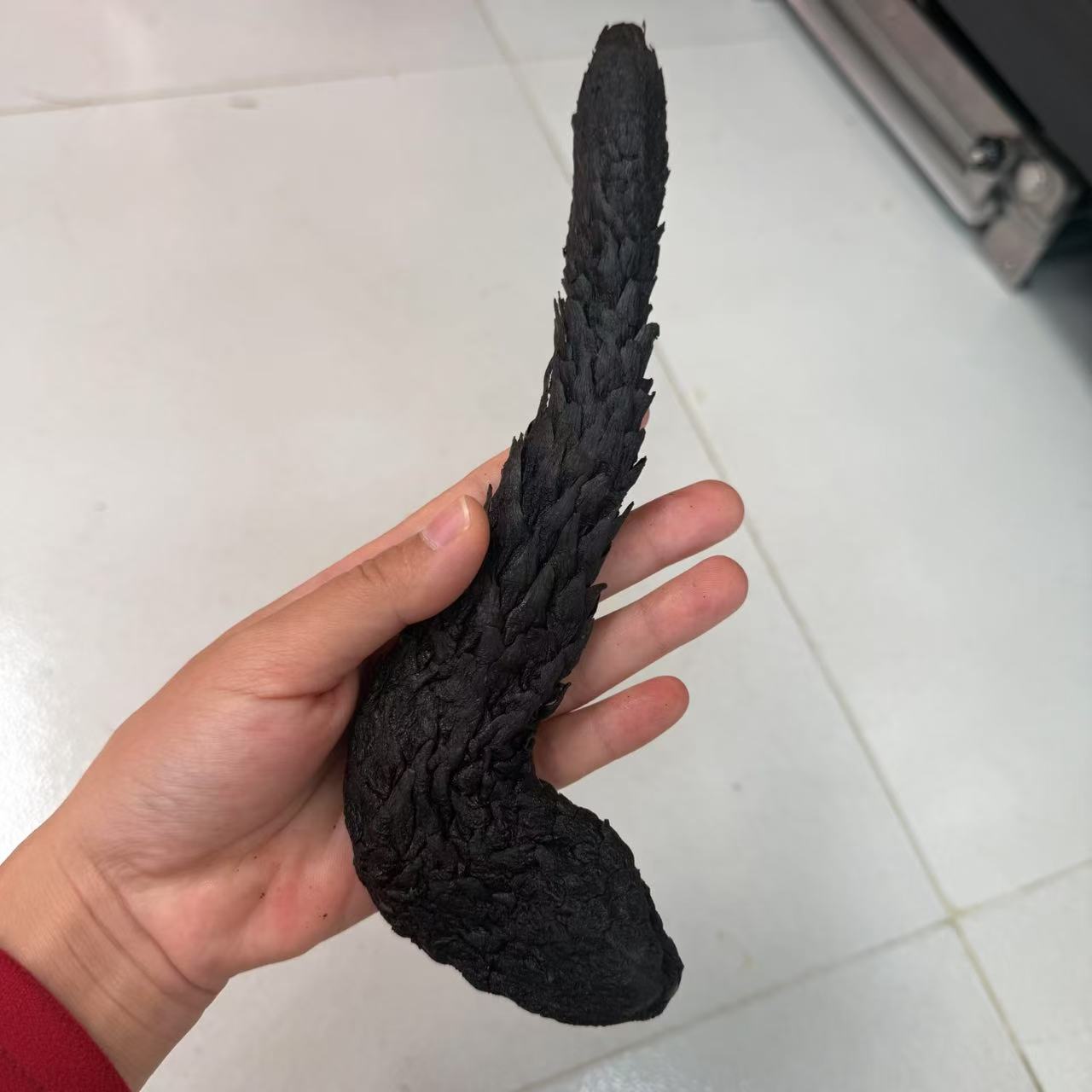 【炮姐精选】精选精品沙漠参参