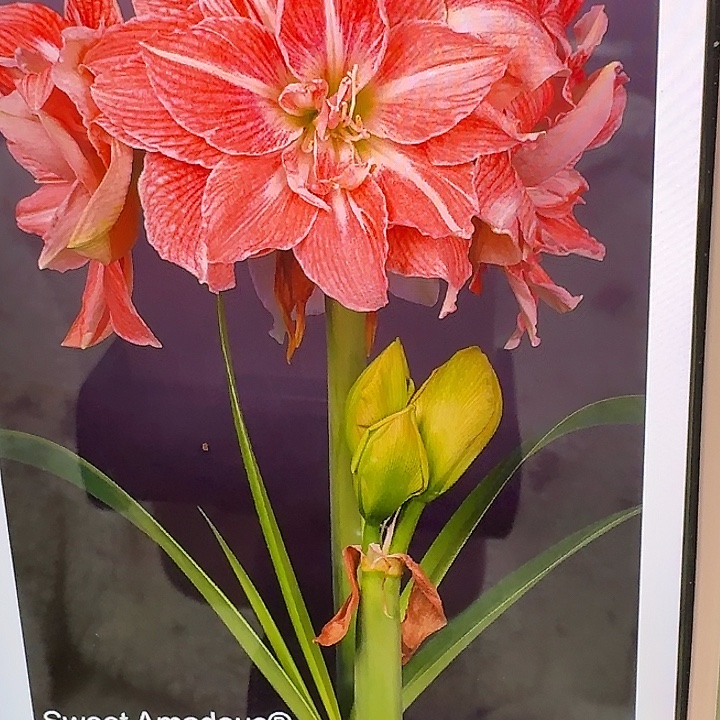 甜蜜黛丝直径10公分左右进口球