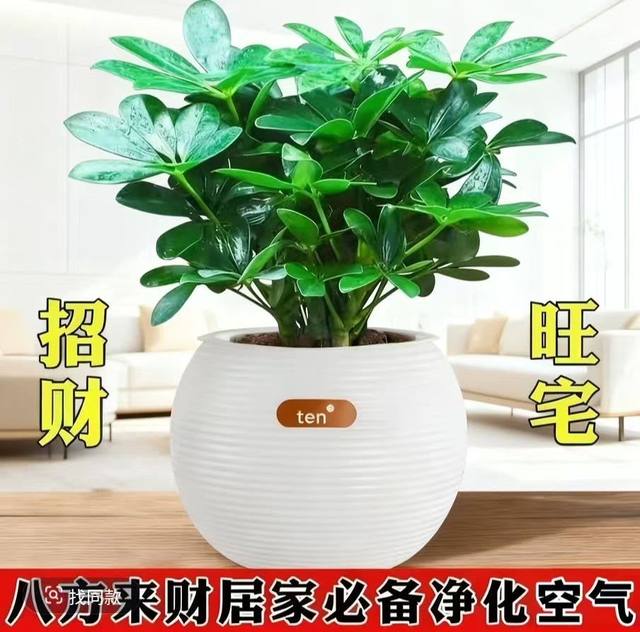 八方来财鸭脚木盆栽室内水培绿植四季常青吸除甲醛好养