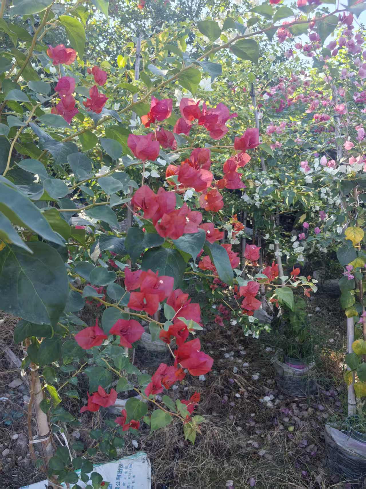 三角梅老桩 一物一拍