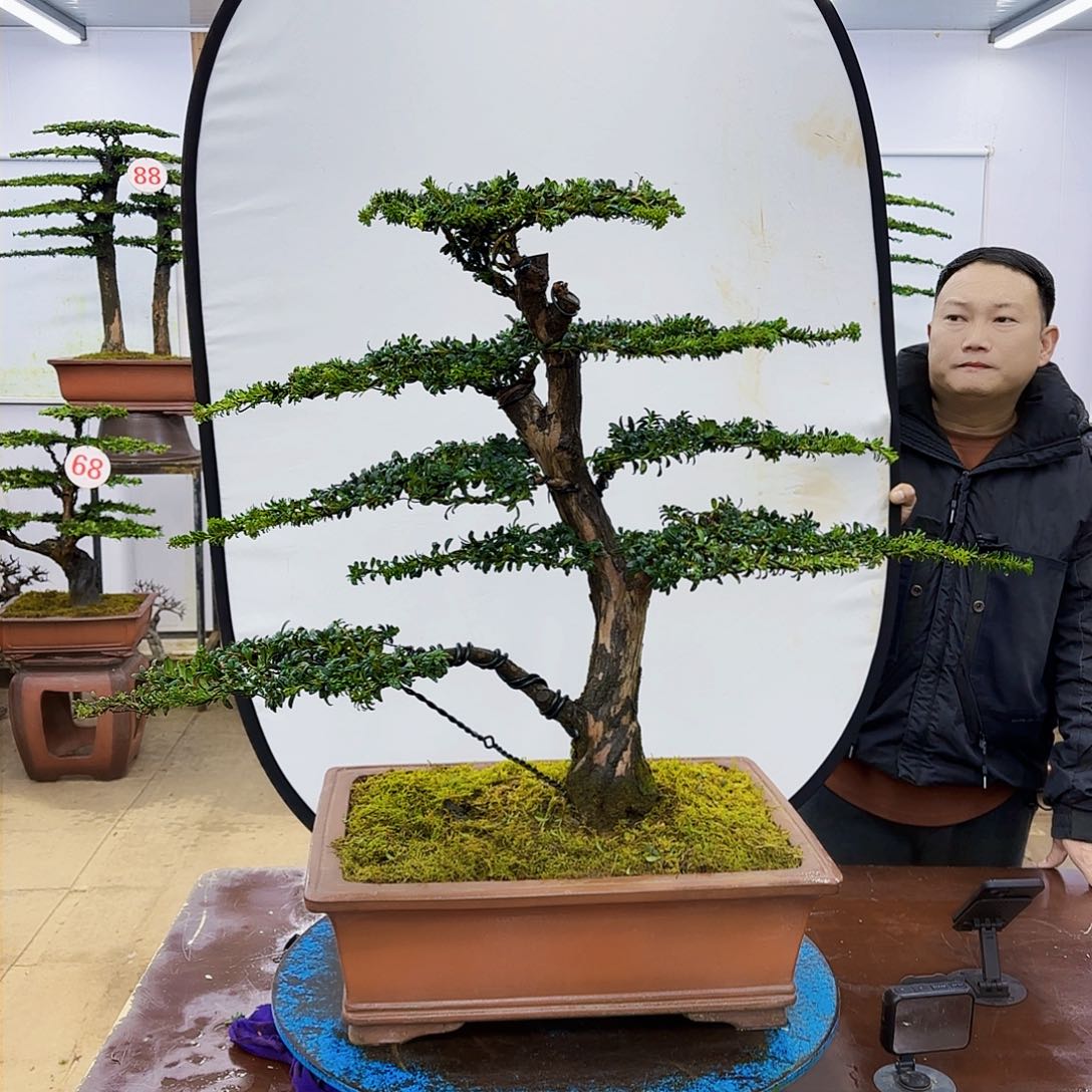 盆景欢迎大家一起来捡漏