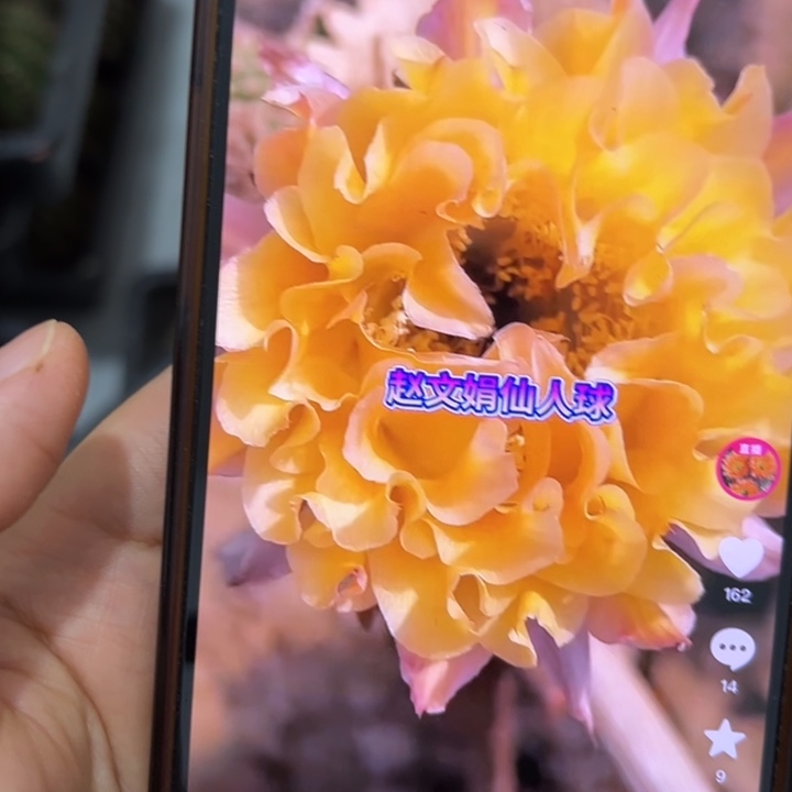 无花朵无根侧芽歪166歪