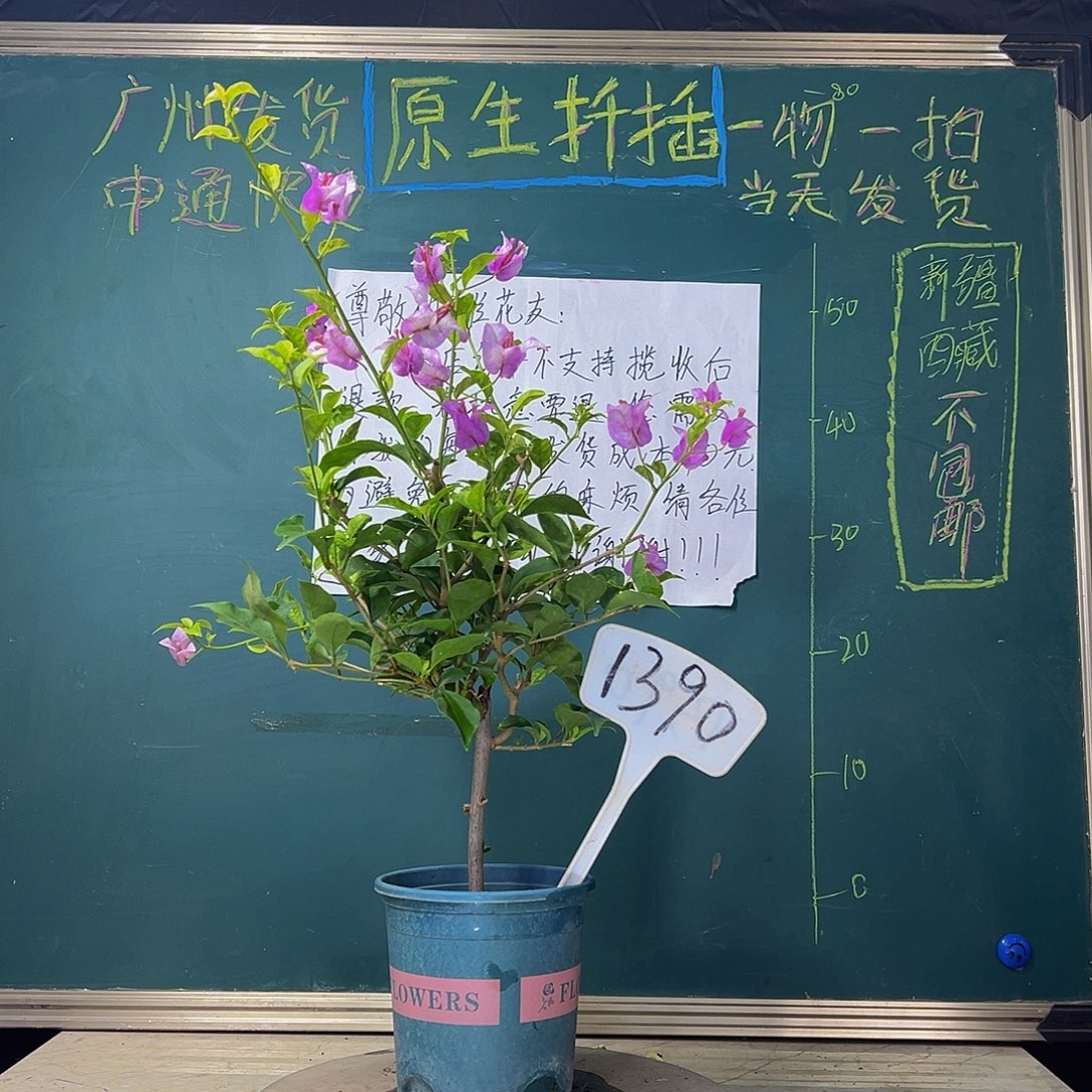 当前无花栽培后可以开花  雪紫  1390