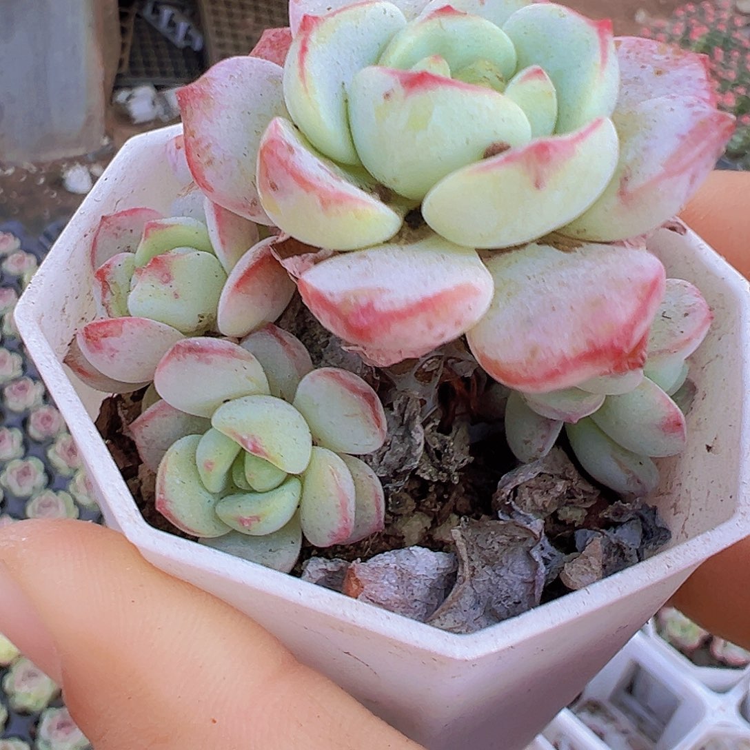 香草19包邮多肉植物