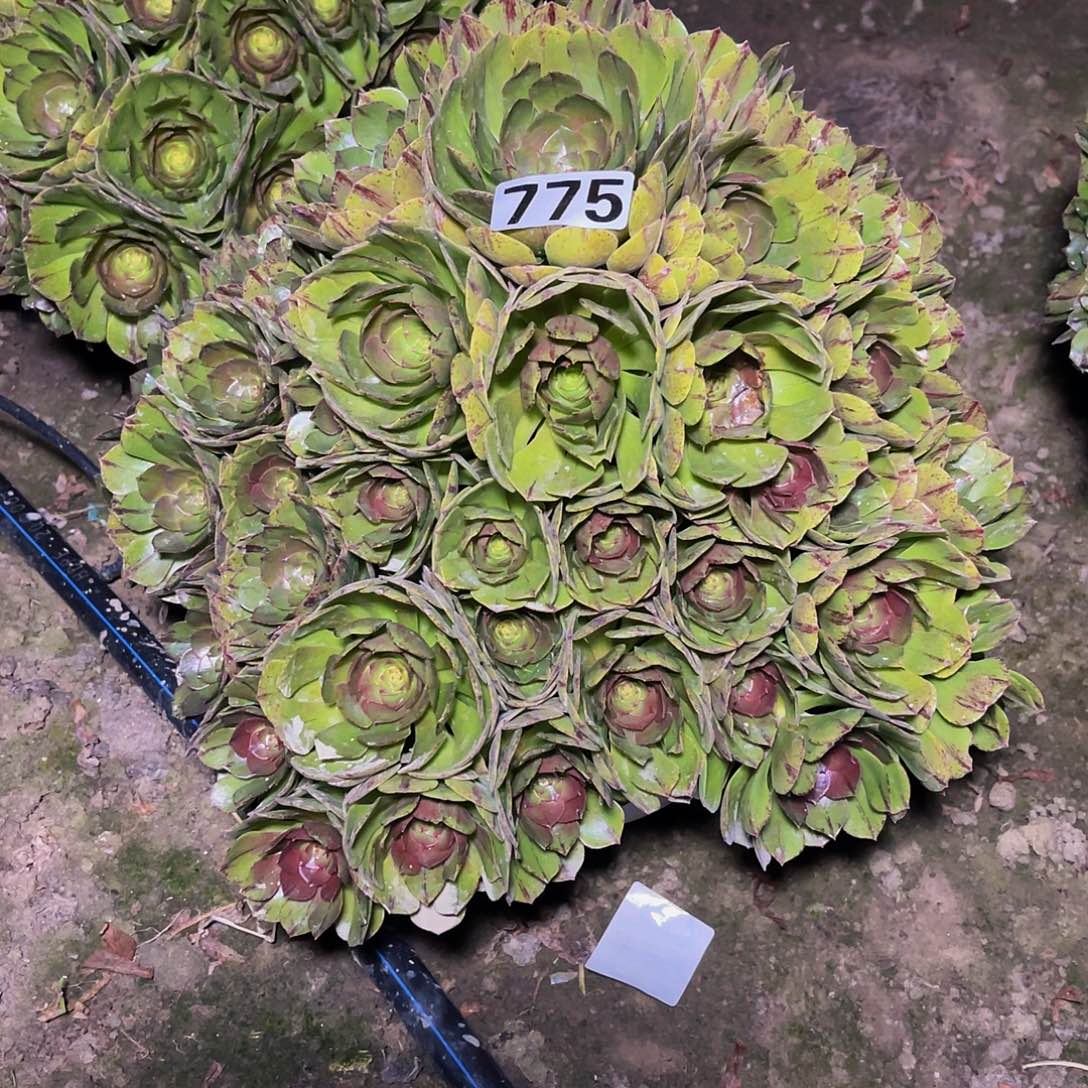 万圣节拉丝14-1包邮法师n