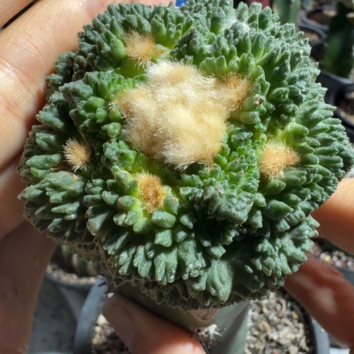 怪兽哥斯拉苗接仙人球