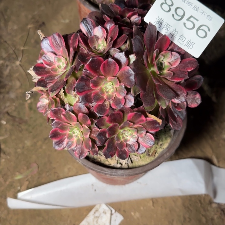8956安娜多肉植物