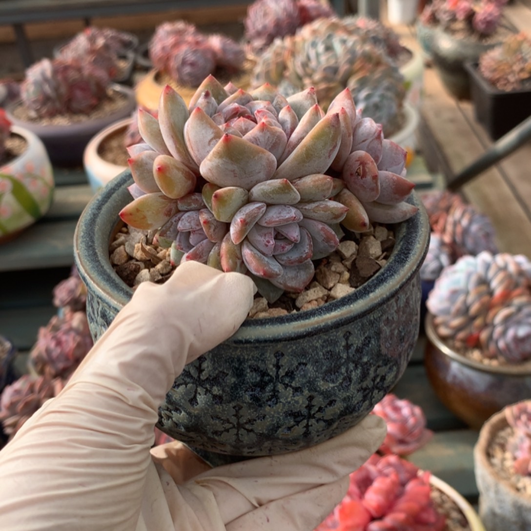 无花朵哈哈哈哈哈哈哈哈哈7