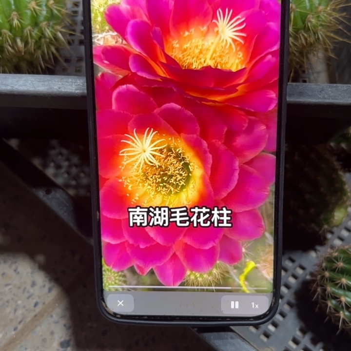 25毛星火歪无根侧芽5公分左右20包邮