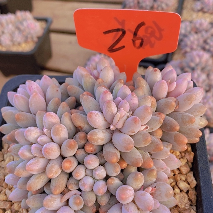 这么久不回来也没什么