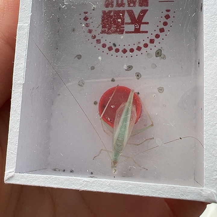 鸣虫虫具一个包邮