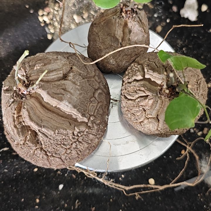 三颗一起！！！南非龟甲龙！