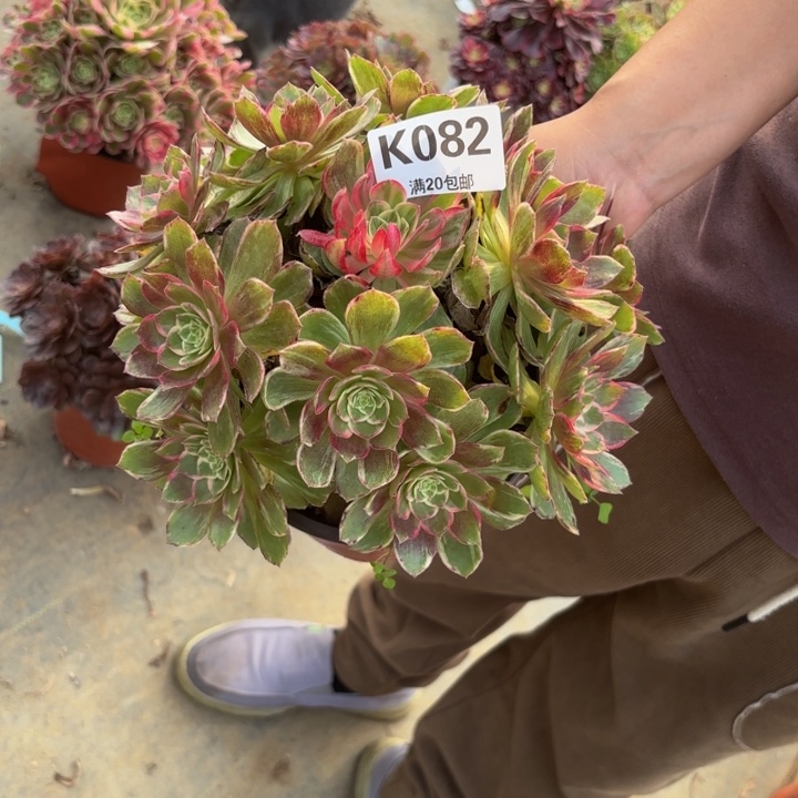 瑞妈多肉自助082万花筒