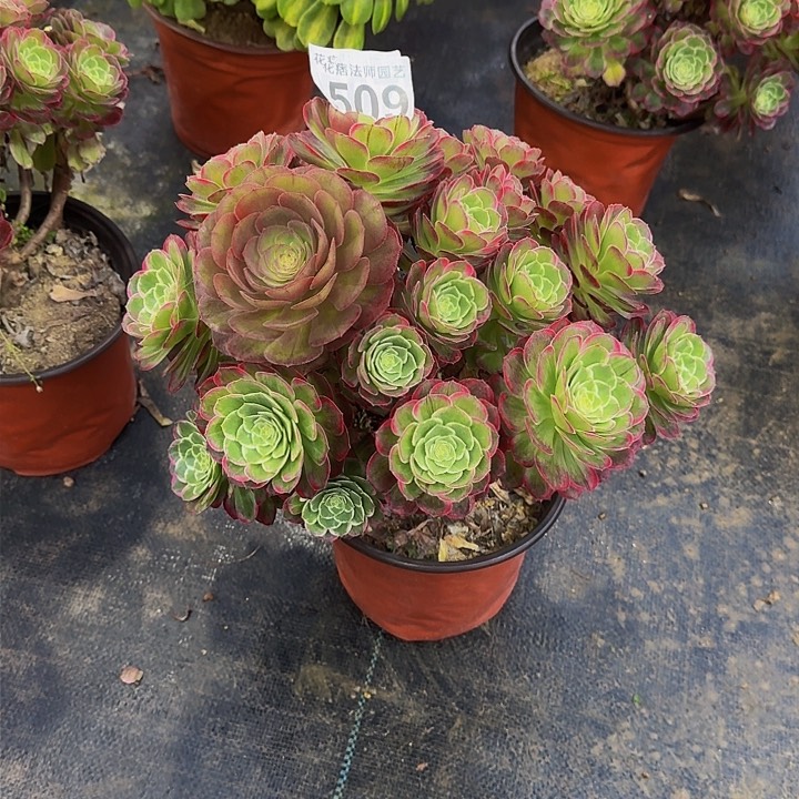 0000000000000509万花筒