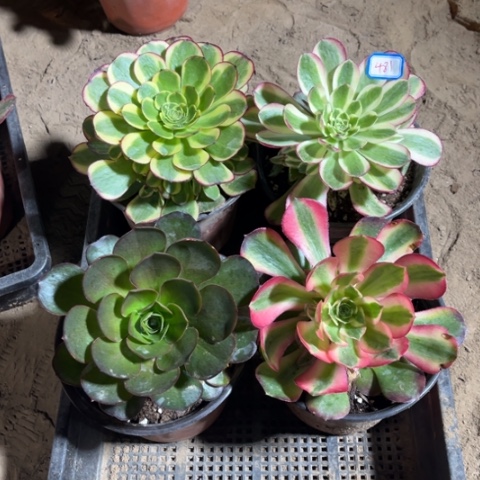 481多肉植物组合