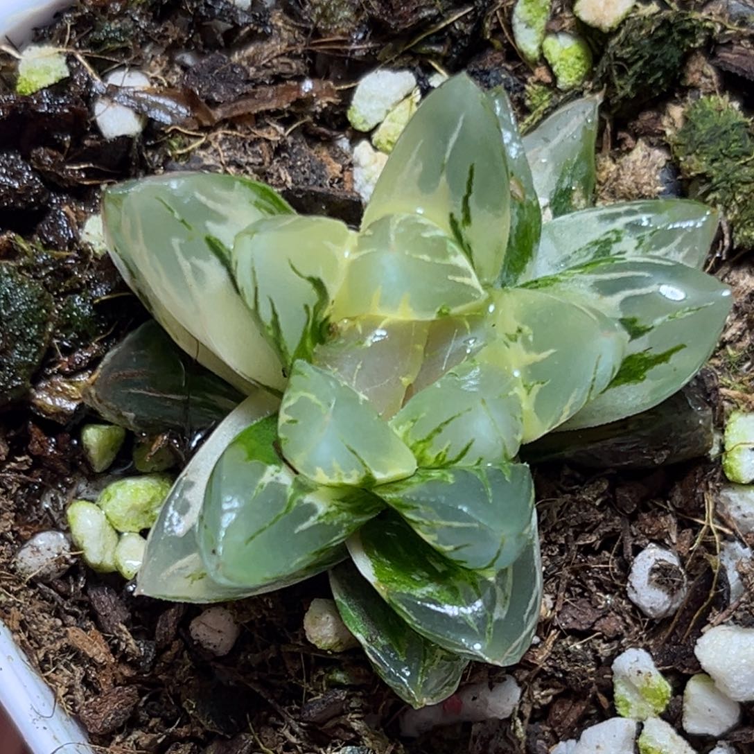 恭喜发财大吉大利0149