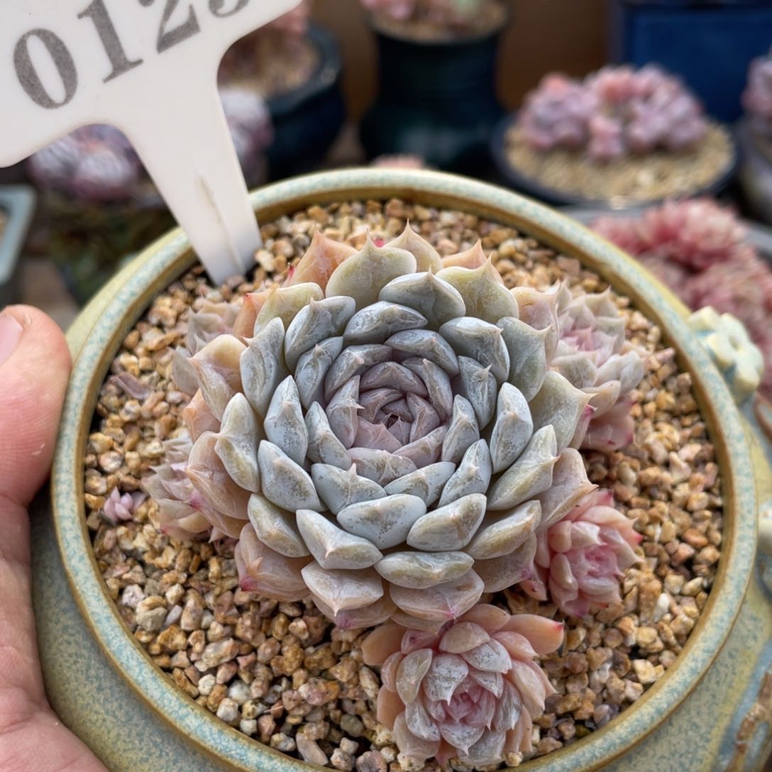 0123玛丽贝尔不带盆7厘米