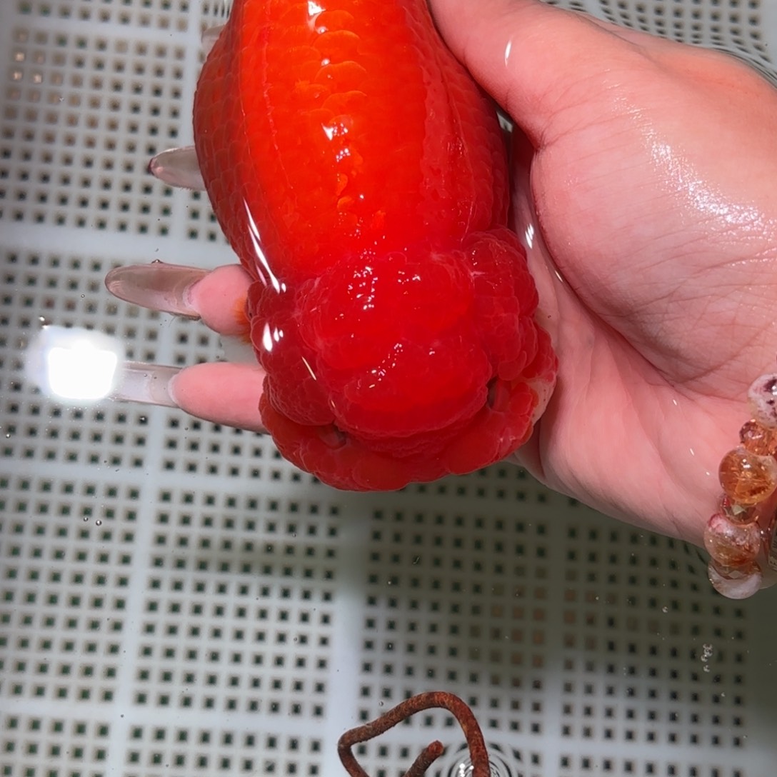 心***&金鱼拍包装包邮不拍包装运费到付