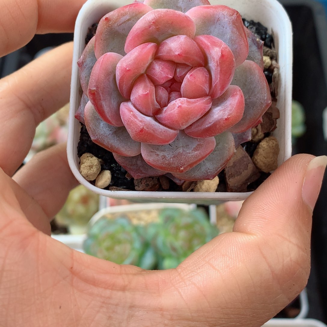 25紫霞58包邮  群生不包整 