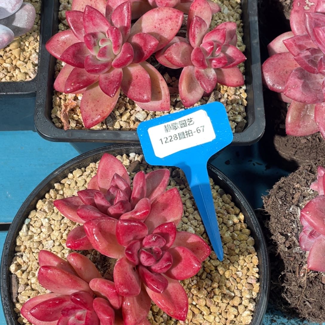 1228-67-赫菲斯托老桩大三头一颗