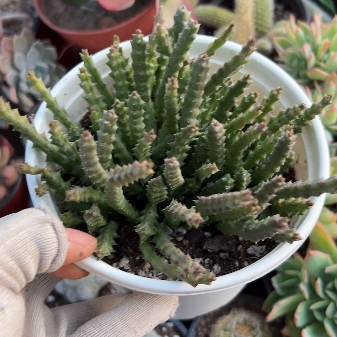 富父母植物中中央音乐学院