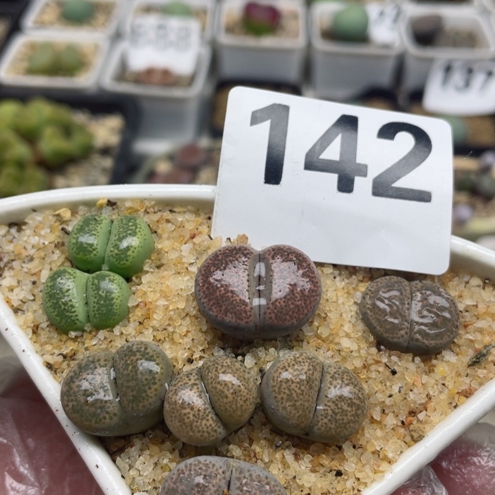 142彩色碧琉璃带盆