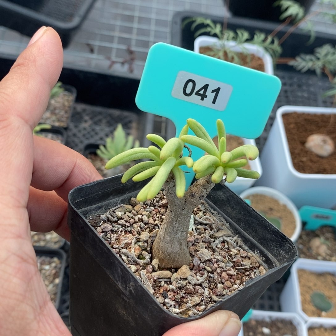 何丽奇峰锦多肉植物