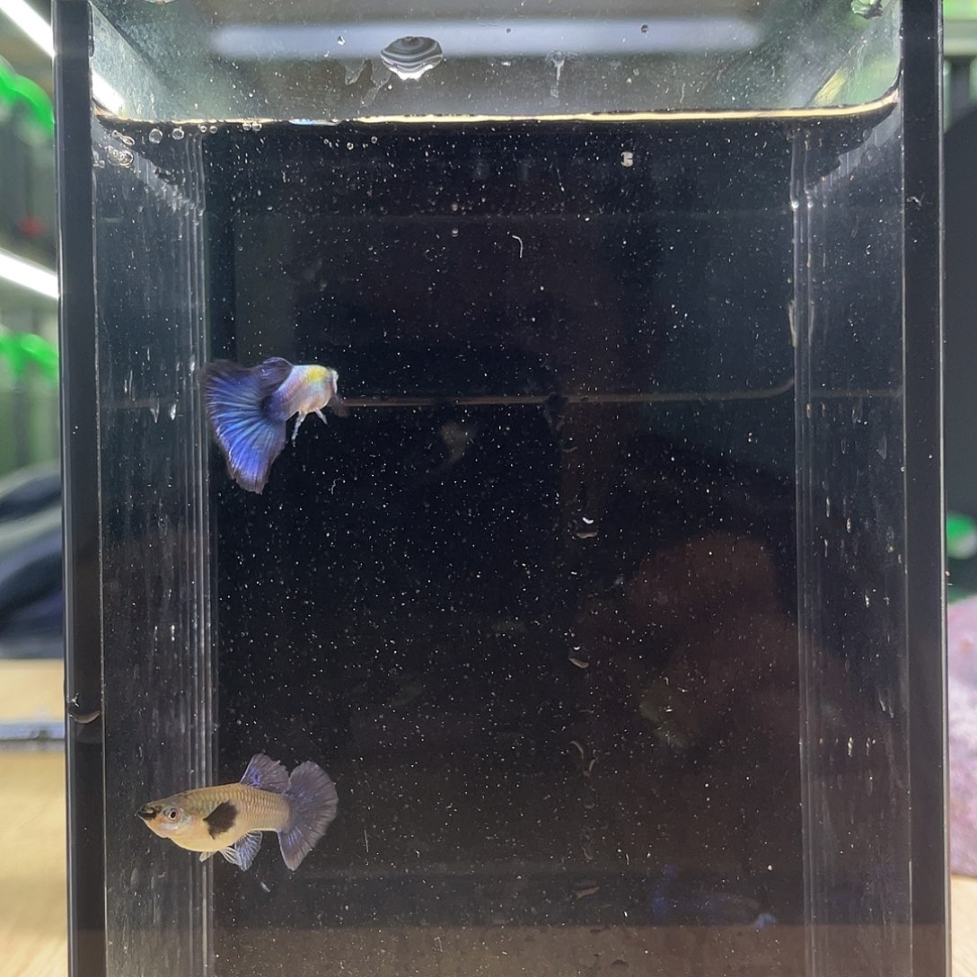 孔雀鱼紫罗兰大耳半月尾