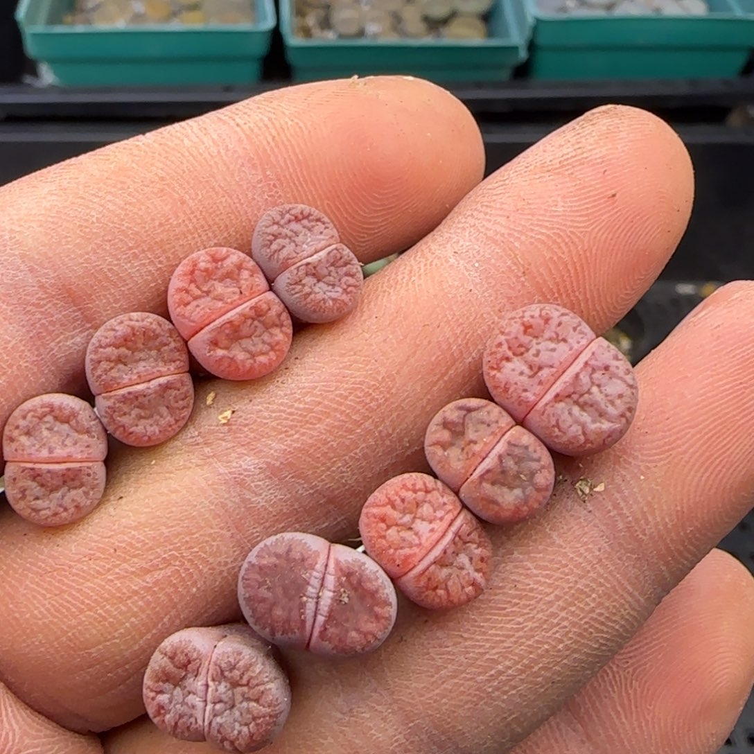 9278。阿克塞尔玫瑰。。。。。。