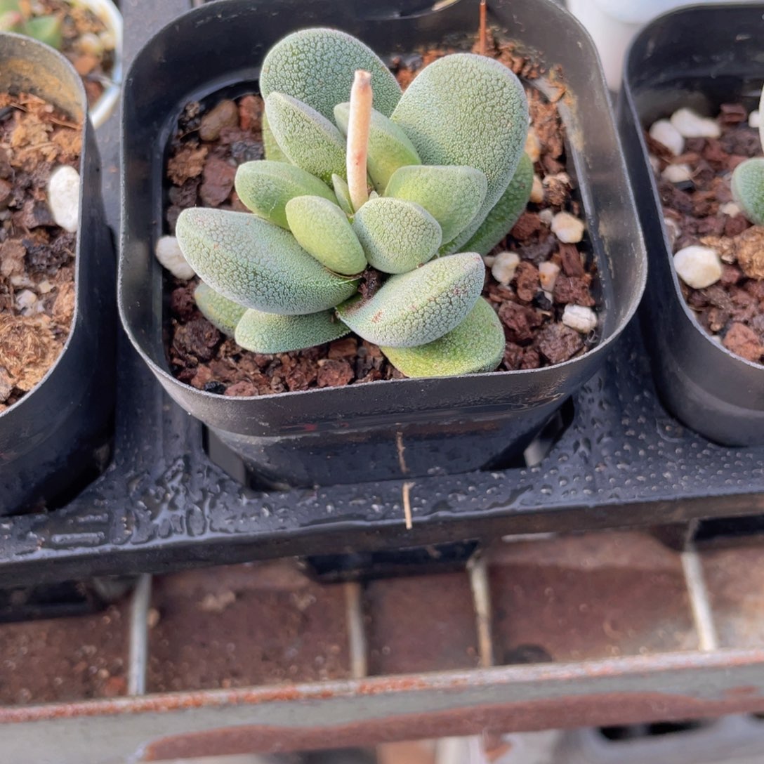 小夜衣水泡多肉9.9包邮