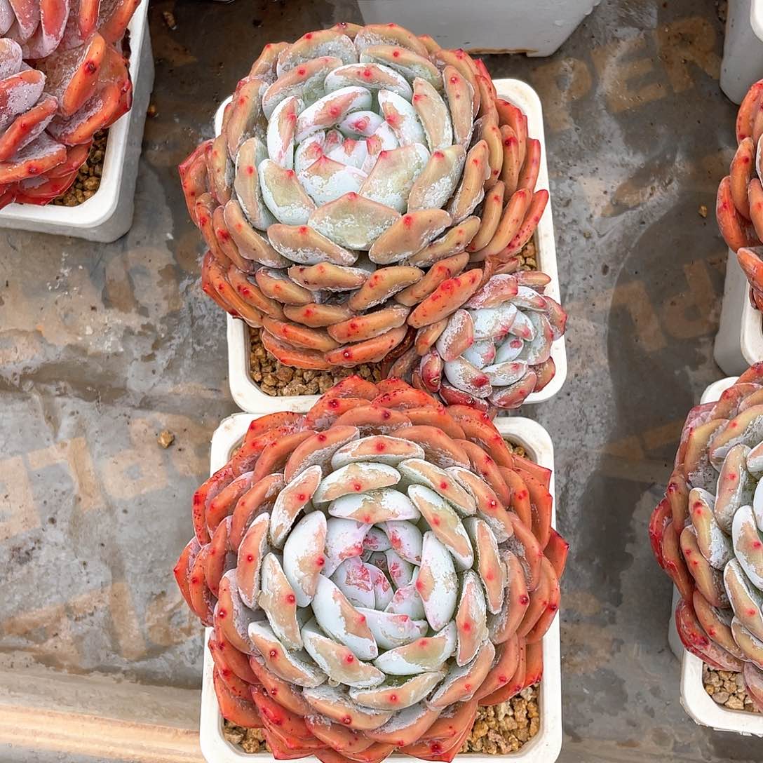 多肉植物多肉植物