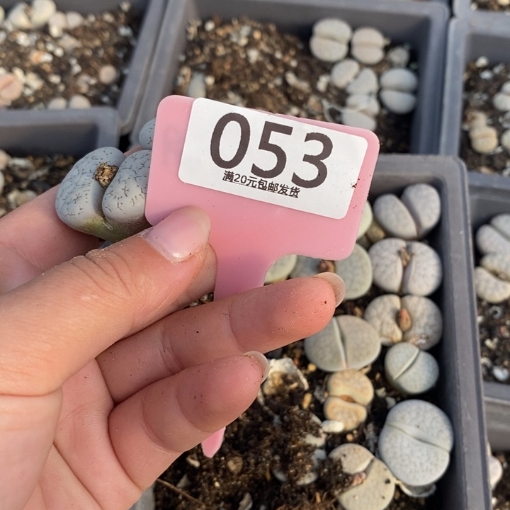 波***咪生石花等植物的生长发育053